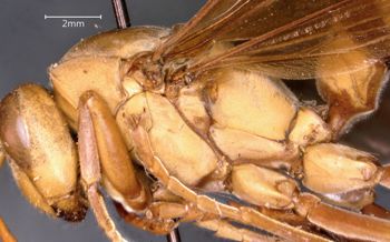 Media type: image;   Entomology 33162 Aspect: thorax lateral